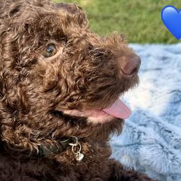 Poodles from Green Country Poodle Doodle LLC