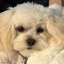 Maltipoo, Poodle, and Shihpoo Puppies from Doodle Lane - Toy Doodles Alabama