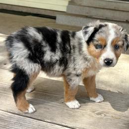 Chloe - Blue merle female Australian Shepherd puppy in Preston, Idaho from KC Bar Ranch Aussies