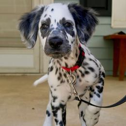 Dalmatian Puppies from Spotted Jewels Dalmatians
