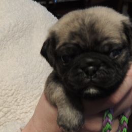 Boy 1 - male Pug puppy in Salem, Oregon from Loda's Pugs