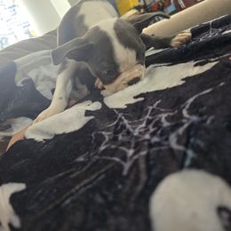 Boston Terrier Puppies from Aronow pups