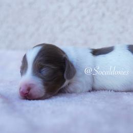 Slinky - Fawn (isabella) and tan male Dachshund puppy in Apple Valley, California from Socaldoxies