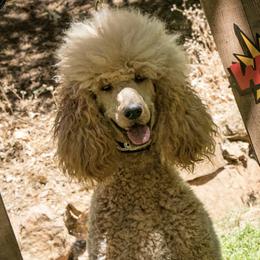 Iris - Poodle