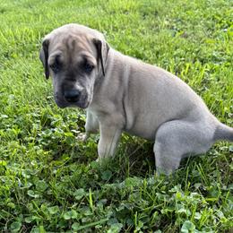 Girl 3 - Fawn female Great Dane puppy in Indianola, Iowa from Bull West Kennels