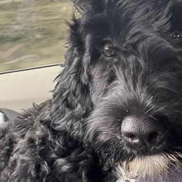 Moon - Portuguese Water Dog