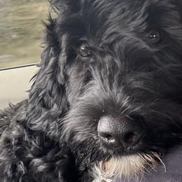 Moon - Portuguese Water Dog