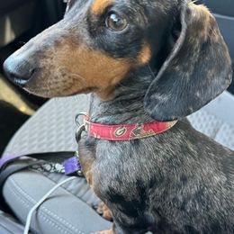 Roxie - Dachshund