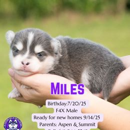 Miles - Blue male Pomsky puppy in Humeston, Iowa from M.A.R. Dogs