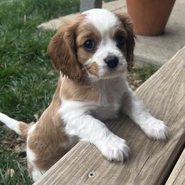 Lincoln - Blenheim male Cavalier King Charles Spaniel puppy in Mc Louth, Kansas from Harmony Valley Cavaliers & Havanese