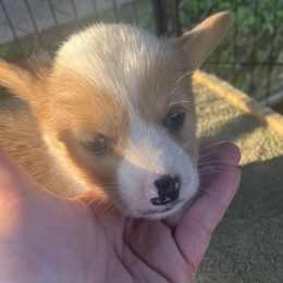 Girl 2 - Sable merle and white female American Corgi puppy in Sequatchie, Tennessee from Green Star Farm Corgis