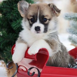 Gosling - Red female Pembroke Welsh Corgi puppy in Pollock, Missouri from Northstar