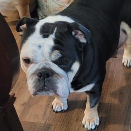 Coco - Bulldog