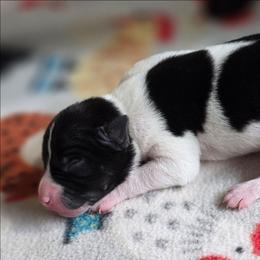 Delilah - Black and white female Rat Terrier puppy in Ukiah, California from Poem's Haven Rat Terriers..AKA Mysthaven Rat Terriers