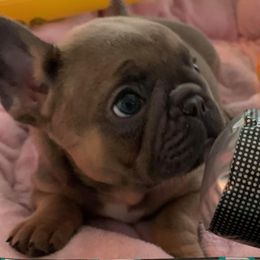 French Bulldog Puppies from Flat Face French Bulldogs