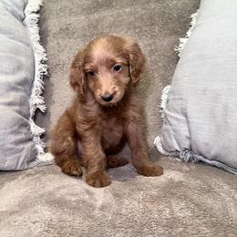 F1B Goldendoodle River - Red  male Goldendoodle puppy in Redding, California from Casa Delarosa Collective Poodles & Doodles