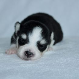Jinu - Black and white male Pomsky puppy in Clarkston, Utah from Red Rock Ranch Breeders