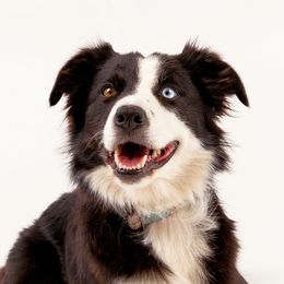 Elsa - Border Collie
