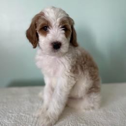 Chestnut - Parti male Goldendoodle puppy in Stanford, Kentucky from Holloway Goldendoodles