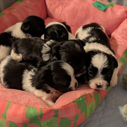 Boy2 - Black and white male Havanese puppy in Anderson, South Carolina from Moe's Goldens and HavAntics