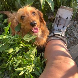 Evie - Dachshund