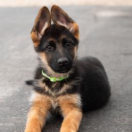 Stella - Black and red female German Shepherd puppy in Kamas, Utah from Uinta Mountain Shepherds