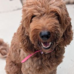 Goldendoodle puppies from Great Doodles & Poodles