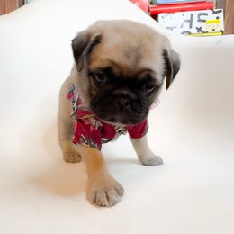 Gator - Red Collar - Fawn male Pug puppy in Hereford, Arizona from Broken Road Ranch Pugs