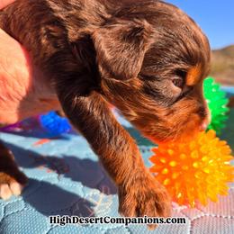 Twix (Mr. Brown) - Red tri-color male Aussiedoodle puppy in Dolan Springs, Arizona from High Desert Companions