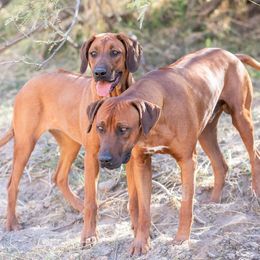 French Bulldogs and Rhodesian Ridgebacks from Diamonds In The Ruff Kennels