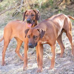 French Bulldogs and Rhodesian Ridgebacks from Diamonds In The Ruff Kennels