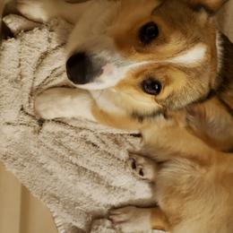 Morgan  - Pembroke Welsh Corgi