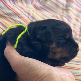 Gale - Black and mahogany female Rottweiler puppy in Crothersville, Indiana from The Solid Rock Kennel