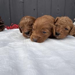 Girl 1 - Red  female Goldendoodle puppy in Rush, New York from Care Bear Puppies