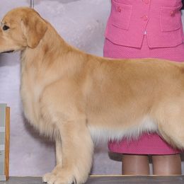 Golden Retrievers from Eastleigh Goldens