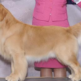 Golden Retrievers from Eastleigh Goldens