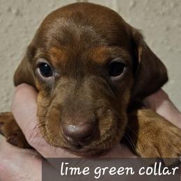 Boy 2-Lime Green Collar - Red male Dachshund puppy in La Pine, Oregon from Lil Deschutes