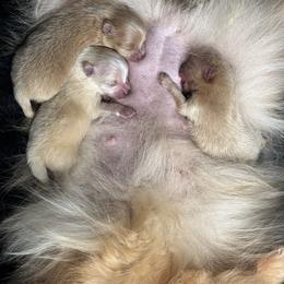 Pomeranian Puppies from Uniquepombabies