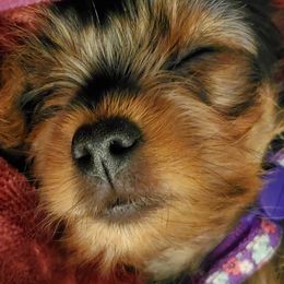 Yorkshire Terriers from Southern Gem Yorkies
