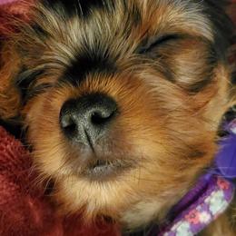 Yorkshire Terriers from Southern Gem Yorkies