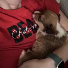 Pembroke Welsh Corgi Puppies from Sugarbush Corgis