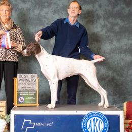 Tilley - German Shorthaired Pointer