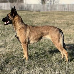 Belgian Malinois and Border Collies from RLSF kennels