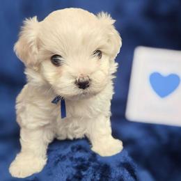 Koyuki (Blue) - White male Maltipoo puppy in Sahuarita, Arizona from Cowgirl's Legacy Maltipoos