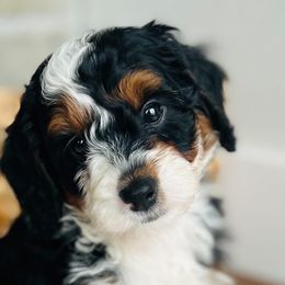 Bernedoodles, Cavapoos, and Goldendoodles from Padgetts Hill Puppies