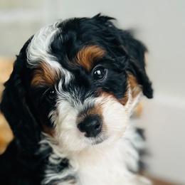 Bernedoodles, Cavapoos, and Goldendoodles from Padgetts Hill Puppies