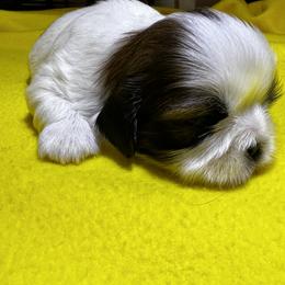 Shih Tzu Puppies from Judy's Shih Tzus