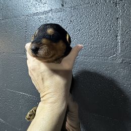 Miss Purple - Black and tan female Airedale Terrier puppy in Mooresville, North Carolina from Farm 55