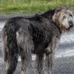 Irish Wolfhounds from Timbercreek Irish Wolfhounds