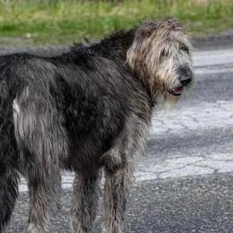 Irish Wolfhounds from Timbercreek Irish Wolfhounds